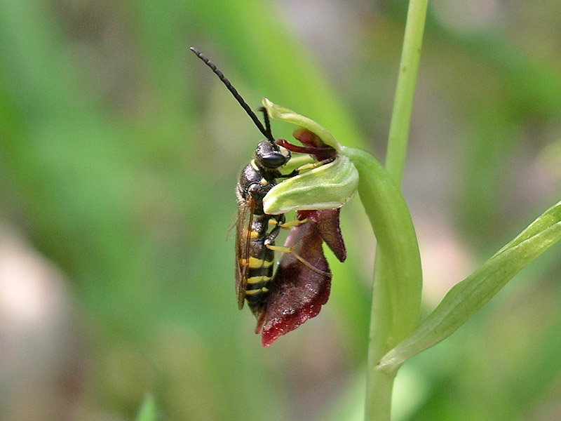 Psudocopulazione: Argogorytes mystaceus/Ophrys insectifera
